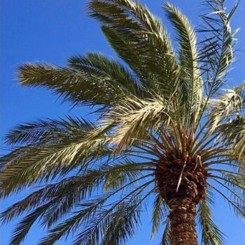 Сэмплы Noiiz Tropical Bass Vocals by Daniel Haaksman