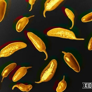 Сэмплы X10 Pepper Dancehall Vocals